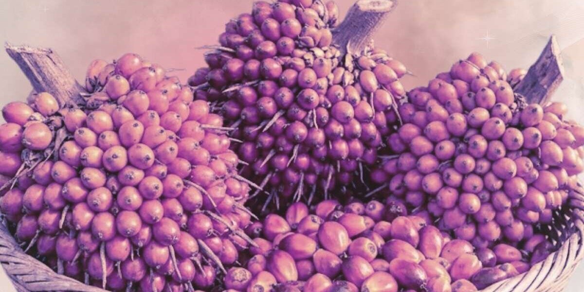 Batana Oil for Hair Growth: Top 10 Tips