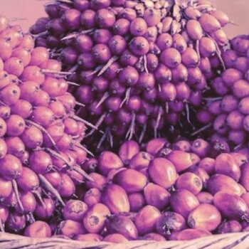 Batana Oil for Hair Growth: Top 10 Tips