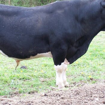Bull Semen: The New Shock Treatment for Hair?